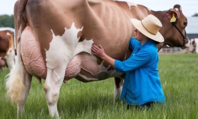 Milking Shorthorn Cattle