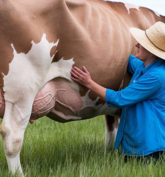 Milking Shorthorn Cattle