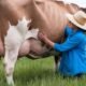 Milking Shorthorn Cattle